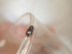 Alphitobius diaperinus