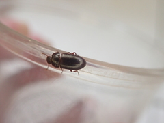 Alphitobius diaperinus