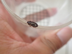 Alphitobius diaperinus