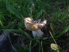 Russula bicolor