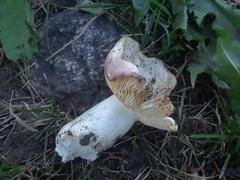Russula bicolor
