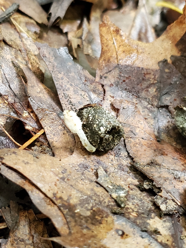Coprinopsis candidolanata