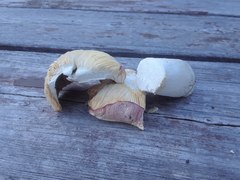 Russula bicolor