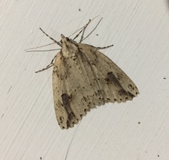 Pseudocoremia rudisata