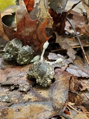 Coprinopsis candidolanata