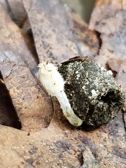 Coprinopsis candidolanata