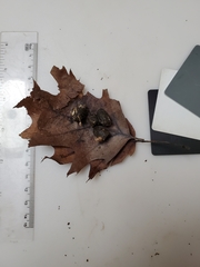 Coprinopsis candidolanata