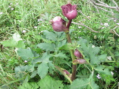Angelica gigas