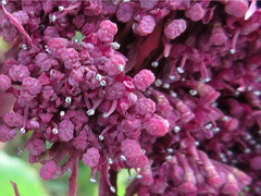 Angelica gigas