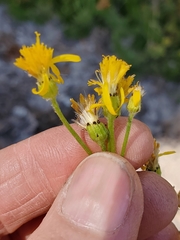 Senecio integerrimus exaltatus