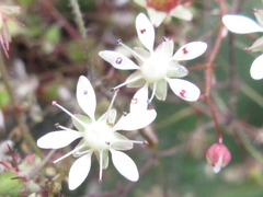 Micranthes oblongifolia