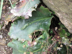 Micranthes oblongifolia