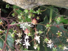 Micranthes oblongifolia