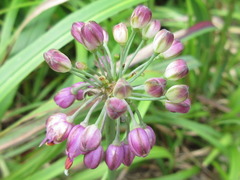 Allium thunbergii