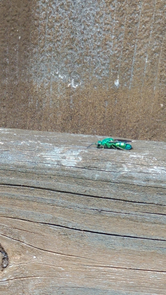 Chrysis smaragdula