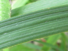 Allium thunbergii