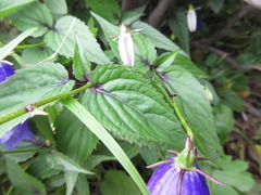 Hanabusaya asiatica