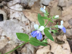 Collinsia verna