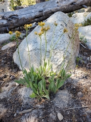Senecio integerrimus exaltatus