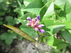 Vicia unijuga