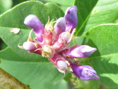 Vicia unijuga