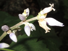 Clematis heracleifolia