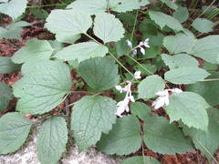Clematis heracleifolia