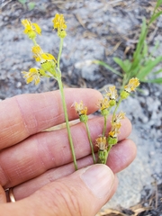 Senecio integerrimus exaltatus