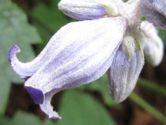 Clematis heracleifolia