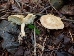 Gerhardtia