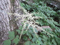 Actaea dahurica
