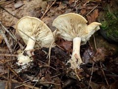 Gerhardtia