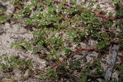 Euphorbia cordifolia