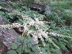 Actaea dahurica