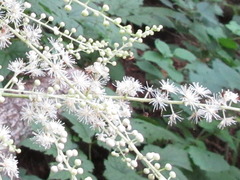 Actaea dahurica