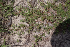 Euphorbia cordifolia
