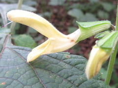 Salvia chanryoenica