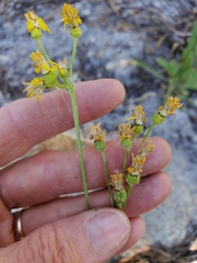 Senecio integerrimus exaltatus