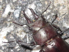 Prismognathus dauricus