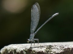 Bayadera brevicauda