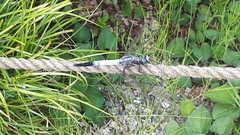 Orthetrum albistylum speciosum