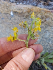 Senecio integerrimus exaltatus