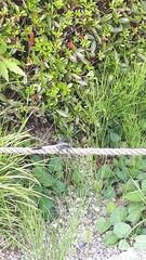Orthetrum albistylum speciosum