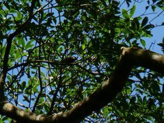 Sittiparus castaneoventris