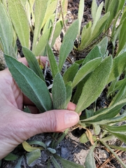 Senecio integerrimus exaltatus