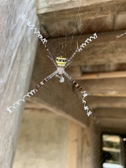 Argiope amoena