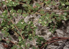 Euphorbia cordifolia