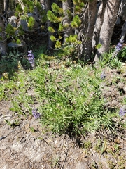 Lupinus covillei