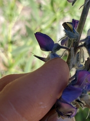 Lupinus covillei