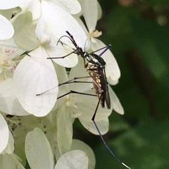 Toxorhynchites rutilus septentrionalis